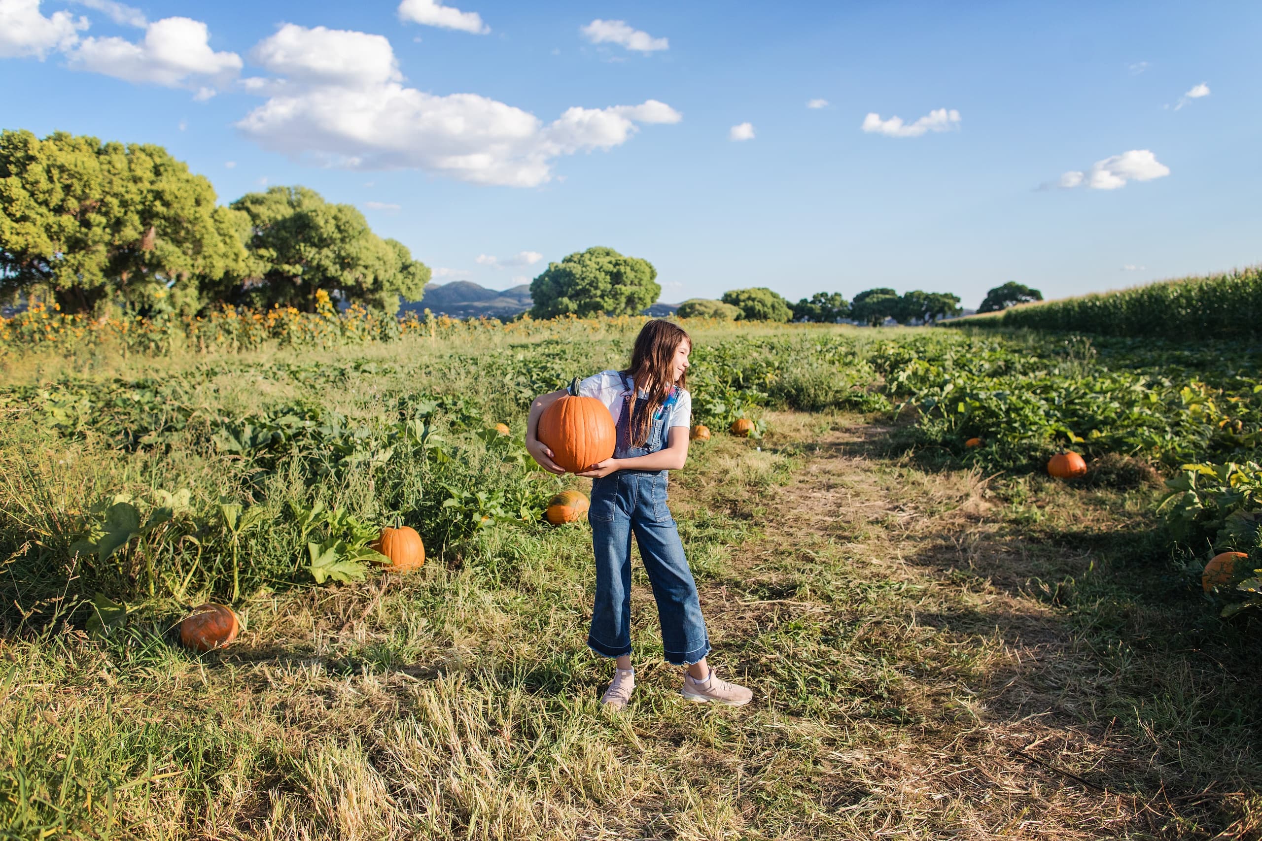 Pumpkin Fest & Corn Maze Adventure in Dewey-Humboldt, AZ