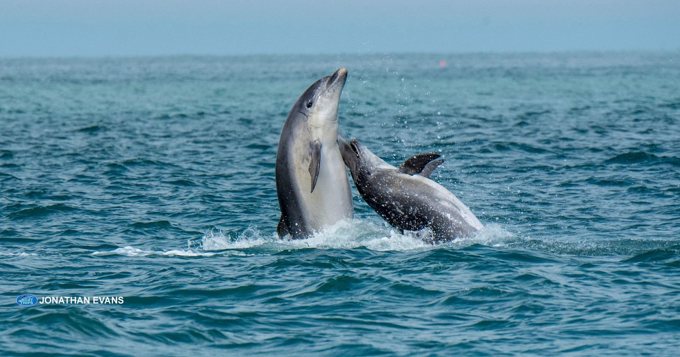Explore Wales’ Coastal Wildlife on a Private Dolphin and Seal Tour from New Quay