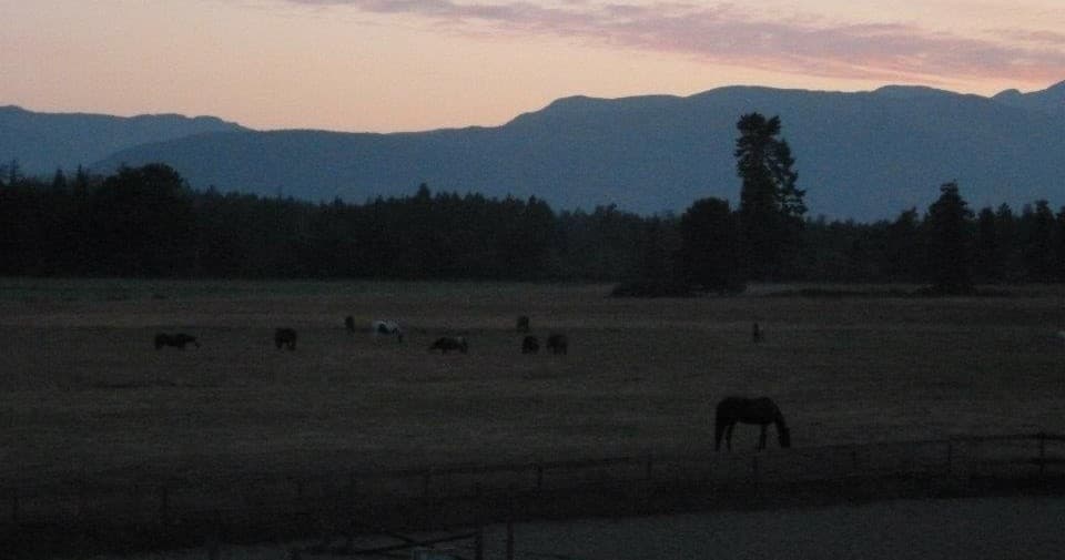 Silhouetted horses in sunset field under distant ridgeline