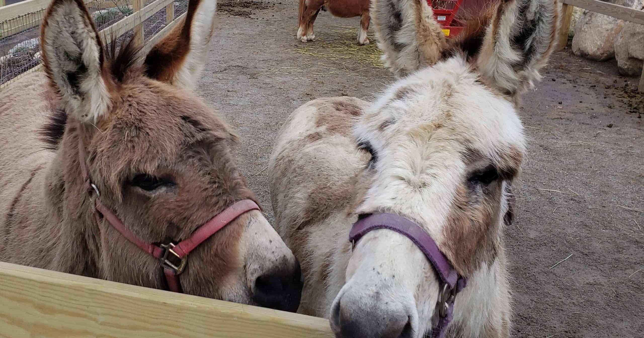 Fun Barnyard Petting Zoo Experience in Wyckoff, NJ
