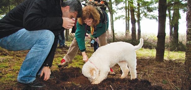 Truffle Hunting & Tuscan Delights with Under The Tuscan Sun