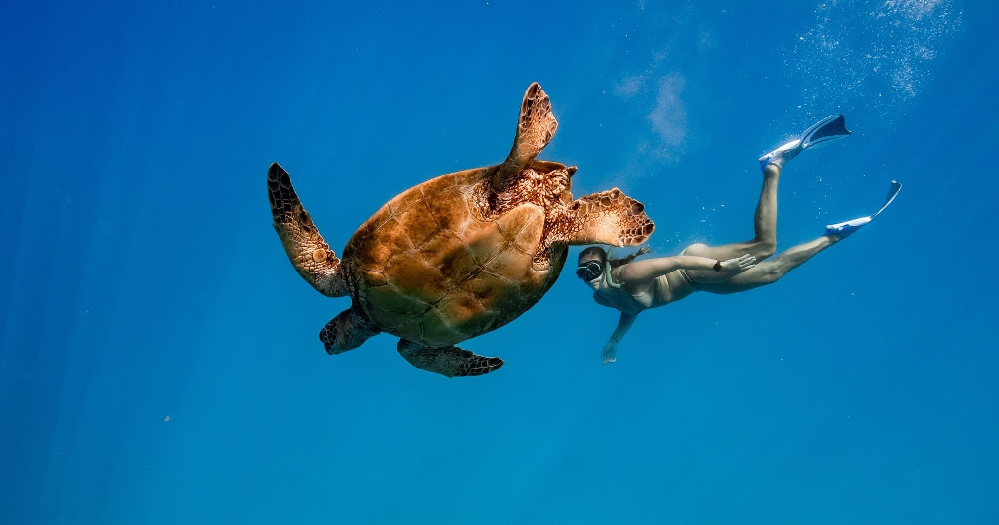 Private Turtle Canyon Snorkel: Small-Group Morning Tour from Waikiki photo 1
