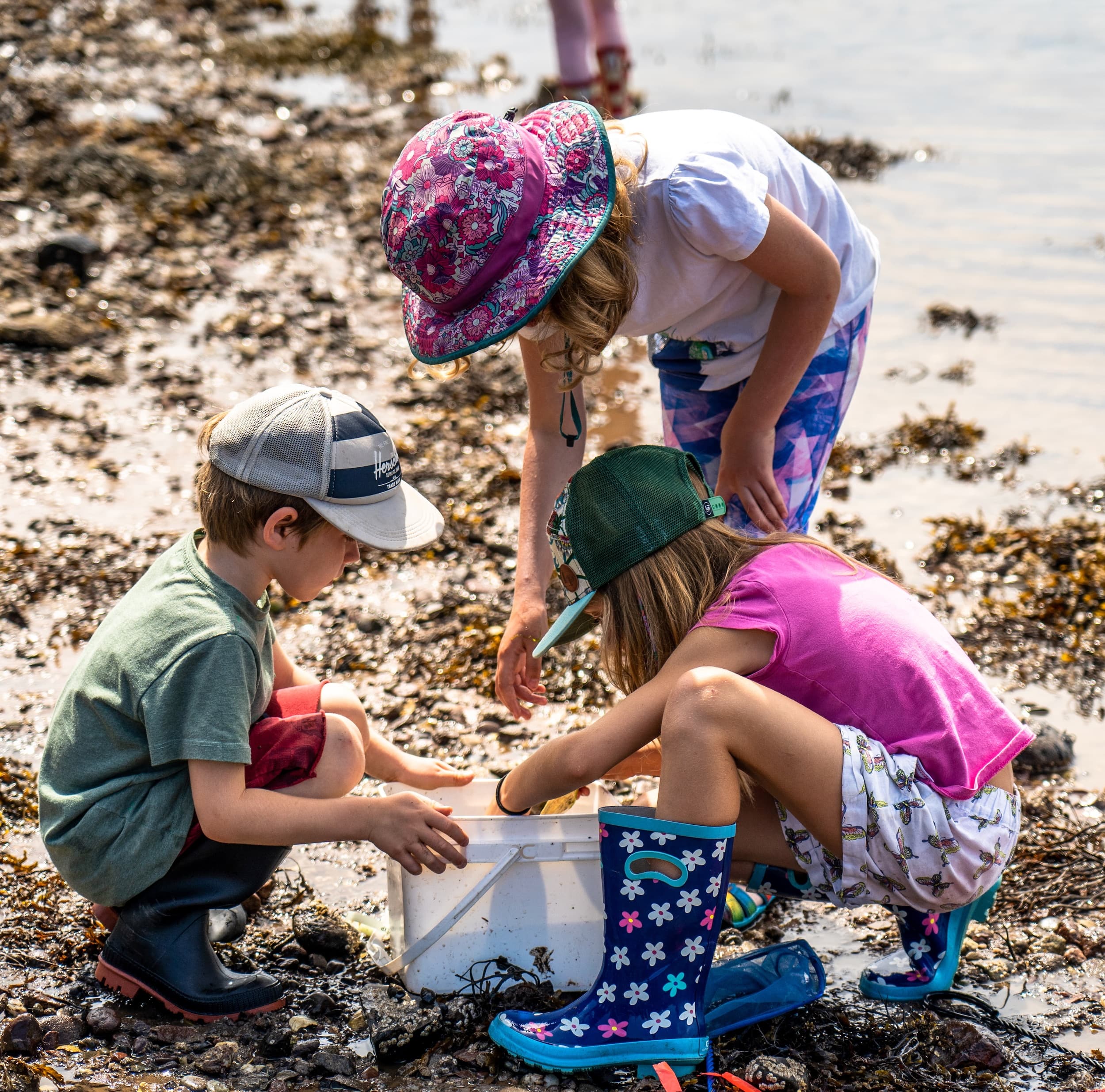 Children searching for sea creatures on a rocky beach near shore
