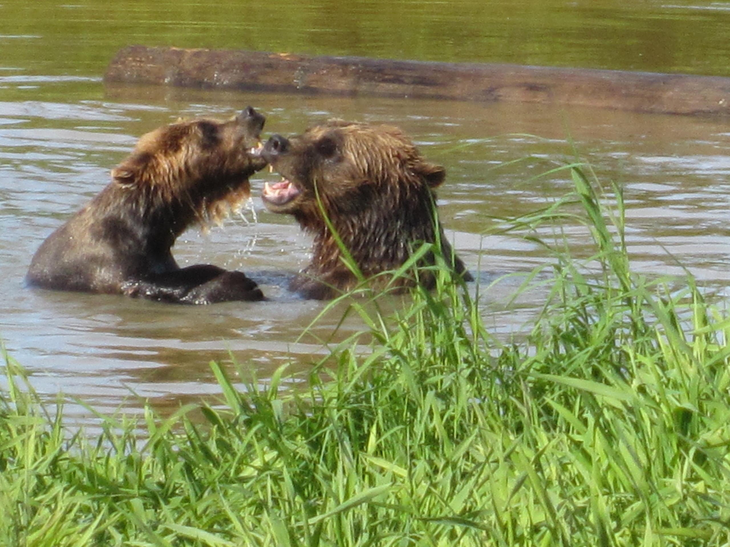 Explore Alaska’s Wildlife and Glaciers: Rainforest Walk Adventure Near Anchorage