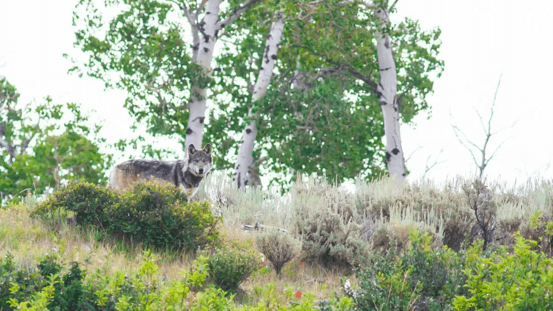 Bear & Wolf Safari Adventure with Yellowstone Safari Company