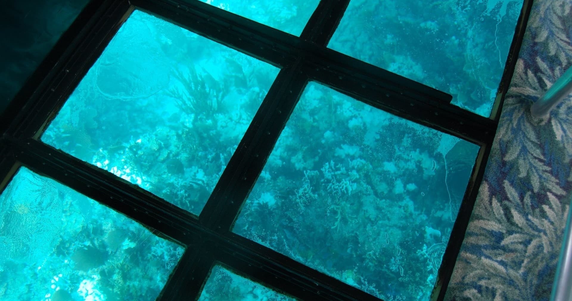 Underwater coral visible through glass-bottom boat panels closeup