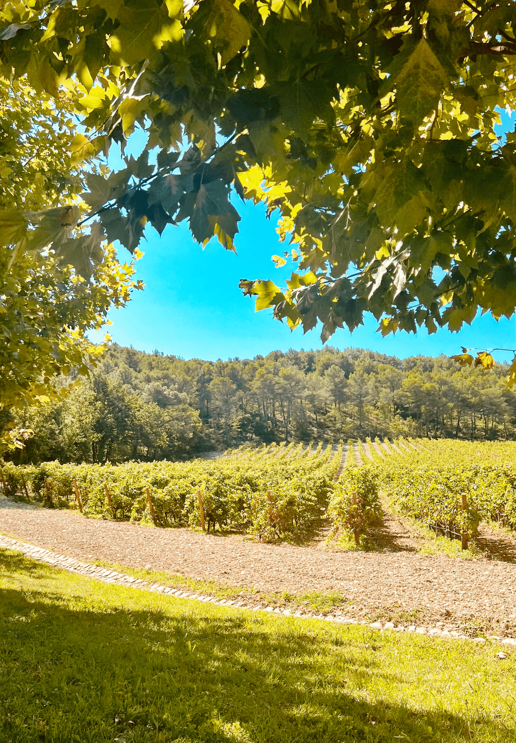 Wine Tasting in Provence at Maison Chambellan