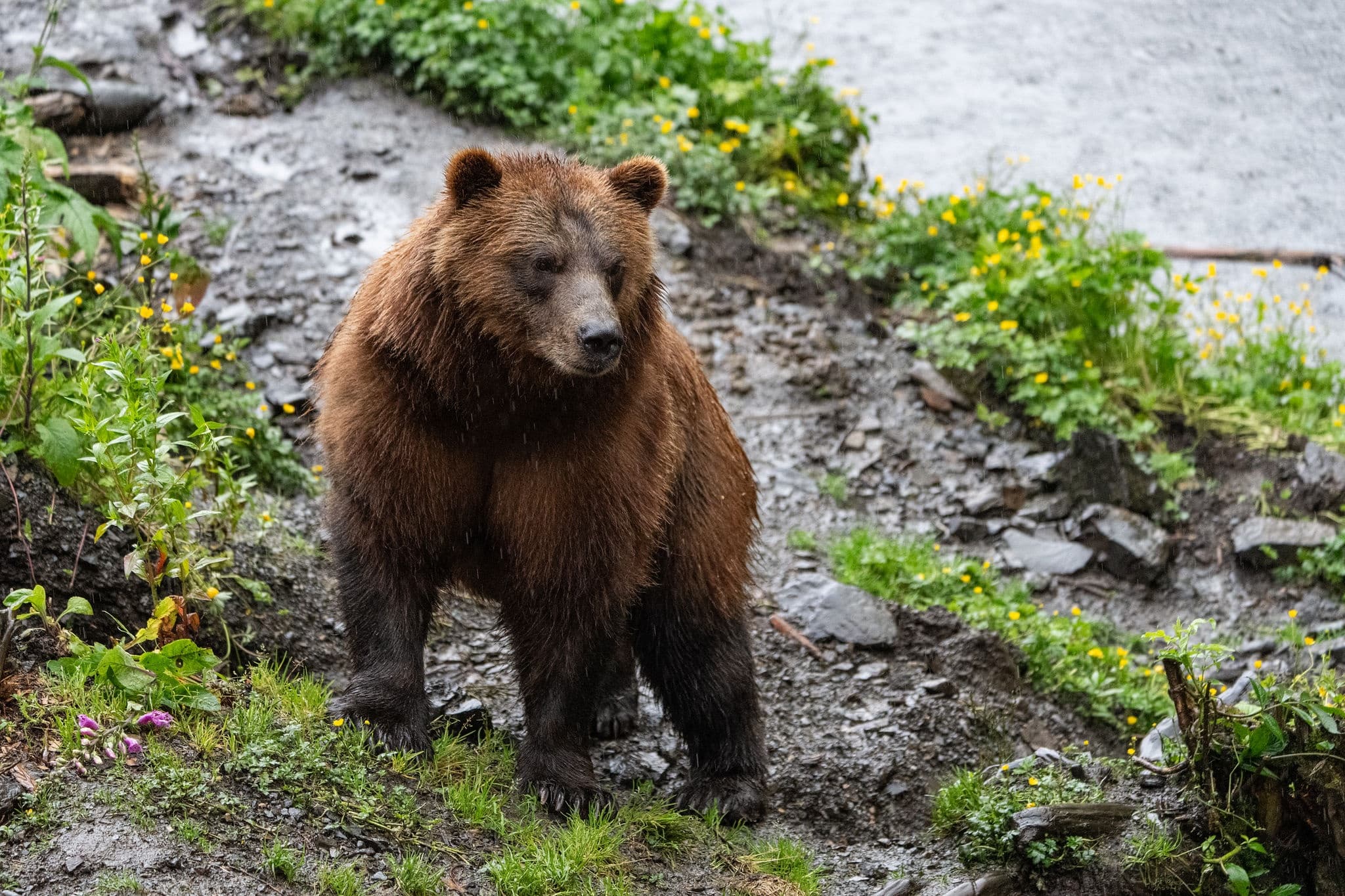 Sitka Historical Highlights Tour by Sitka Tundra Tours