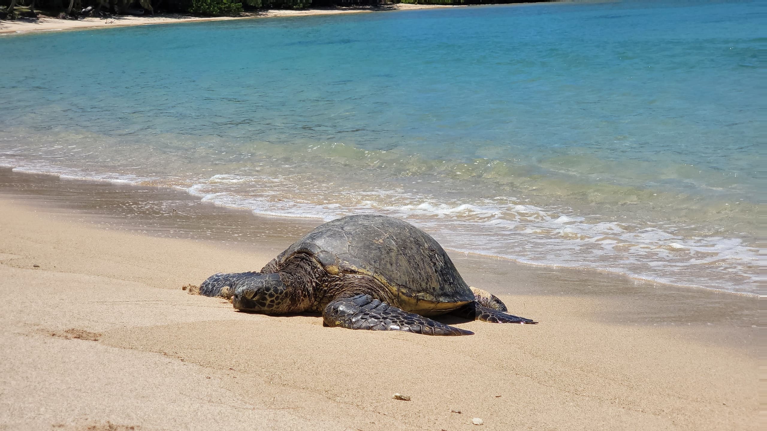 Beach Tours Hawaii fleet
