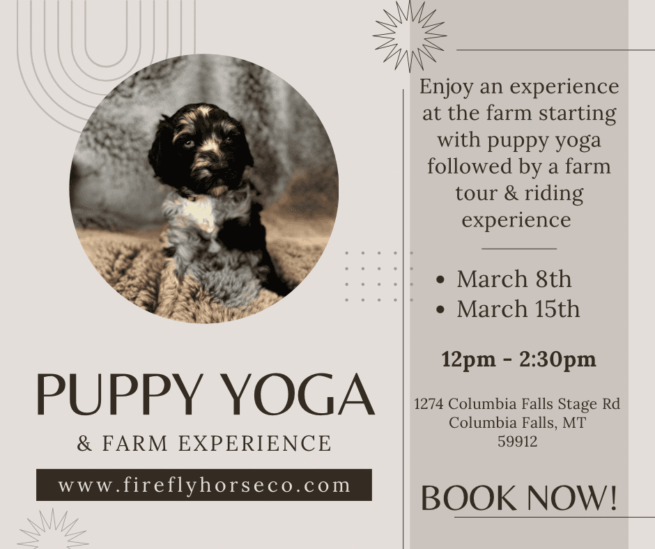 Family Animal Encounter & Puppy Yoga at Firefly Horse Co. in Columbia Falls photo 1