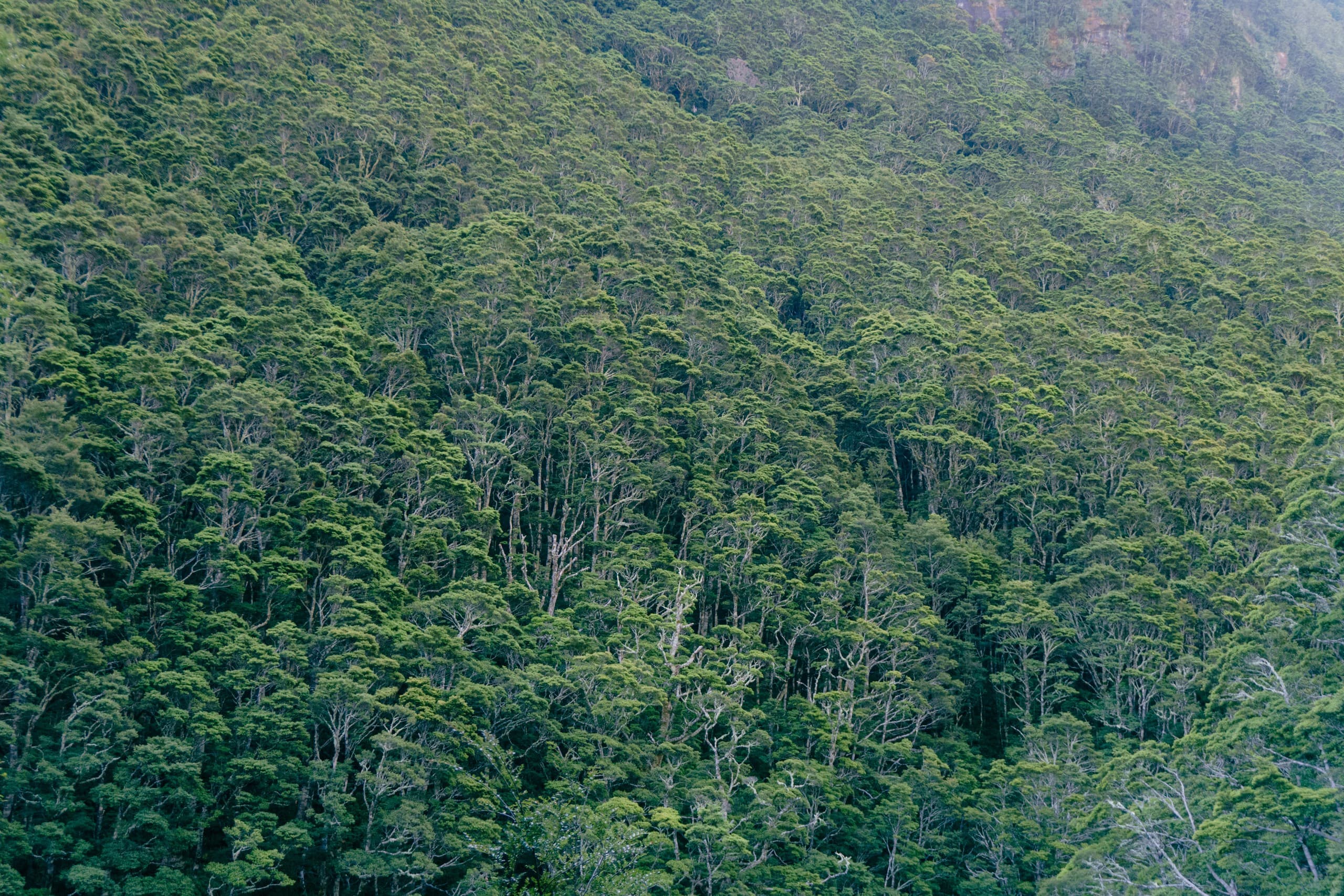 Rob Roy Glacier Day Walk: Guided Matukituki Valley Hike from Queenstown photo 2