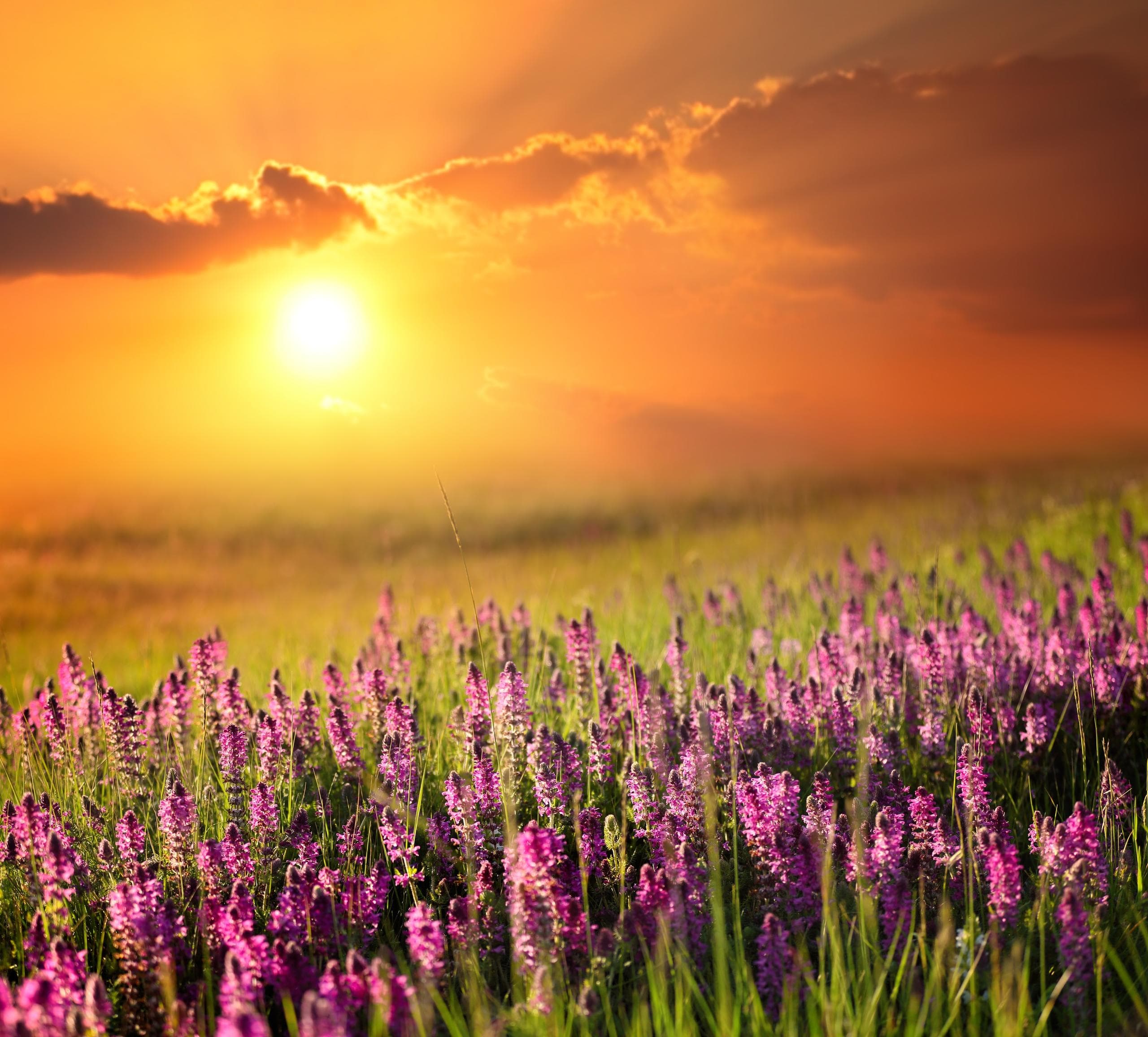 Lavender field at sunrise with rolling meadow, coastal farmland landscape