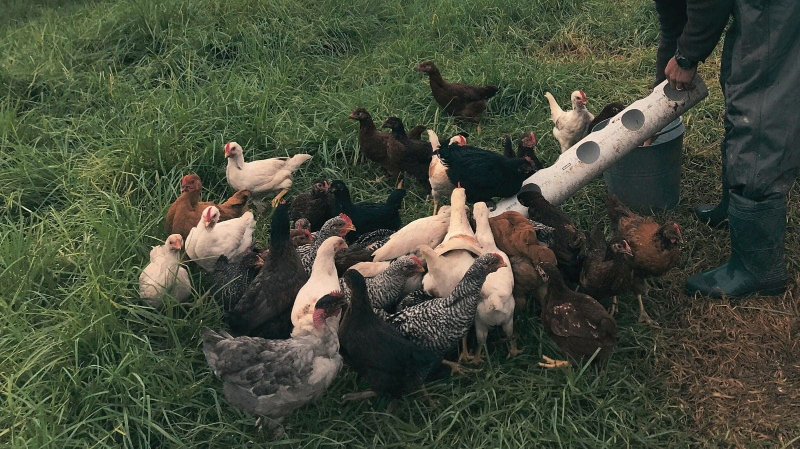 Hands-On Pasture-Raised Chicken Farming Tour in Hydes Creek, NSW