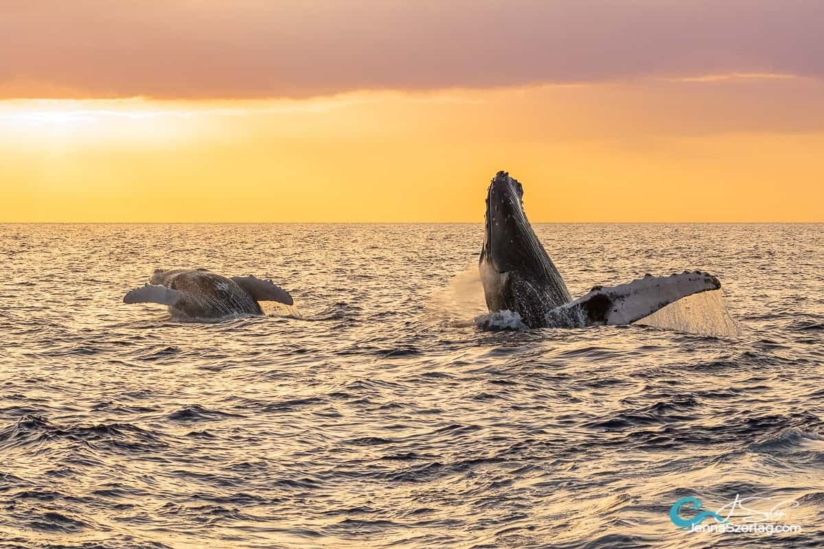 Sunset Whale Watch Adventure in Wailuku, Hawaii