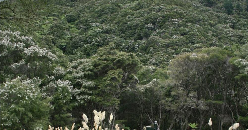 Experience Hot Water Beach Camp Pick Up at Lake Tarawera: Your Gateway to Thermal Adventure