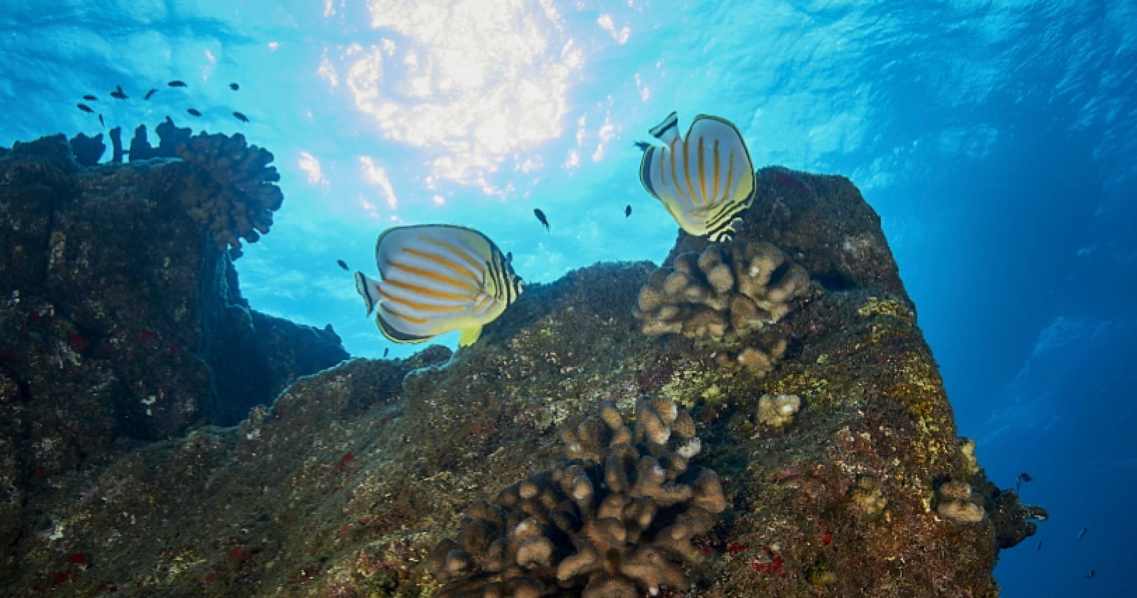 Koloa Landing Snorkel Tour: Explore Kauai’s Underwater Wonders
