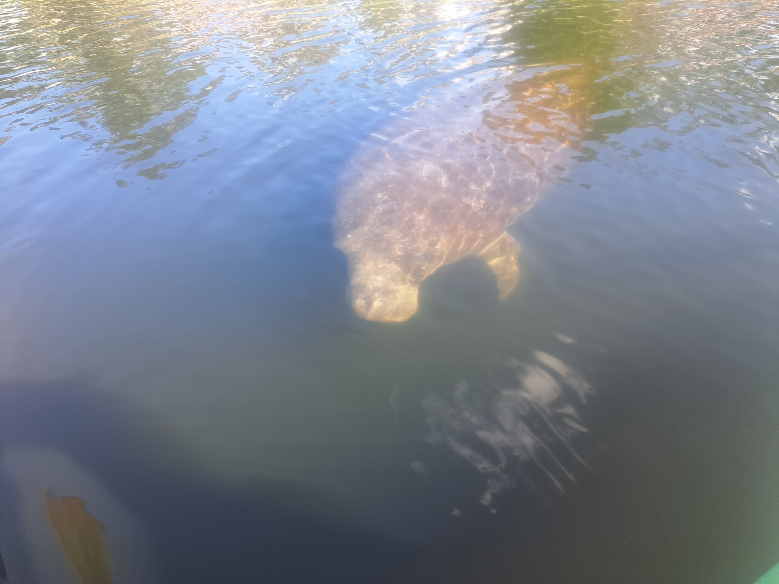 Explore Tarpon Springs: Manatee and History Kayak Tour Through Mangroves and Springs