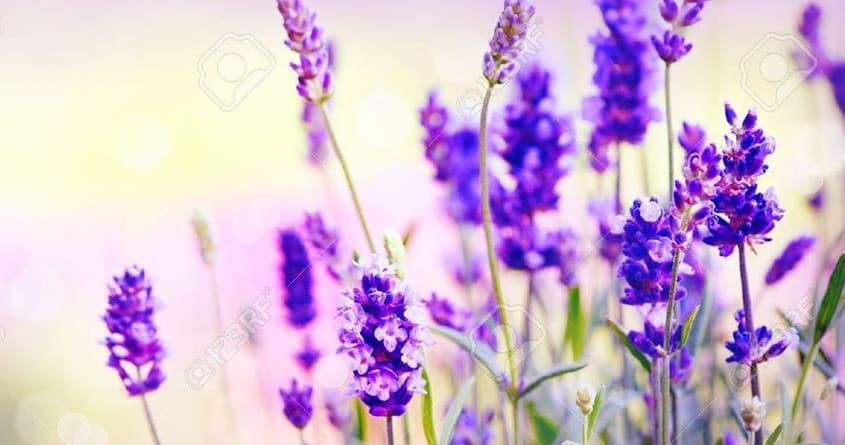 Close-up lavender blooms glowing in a sunlit meadow