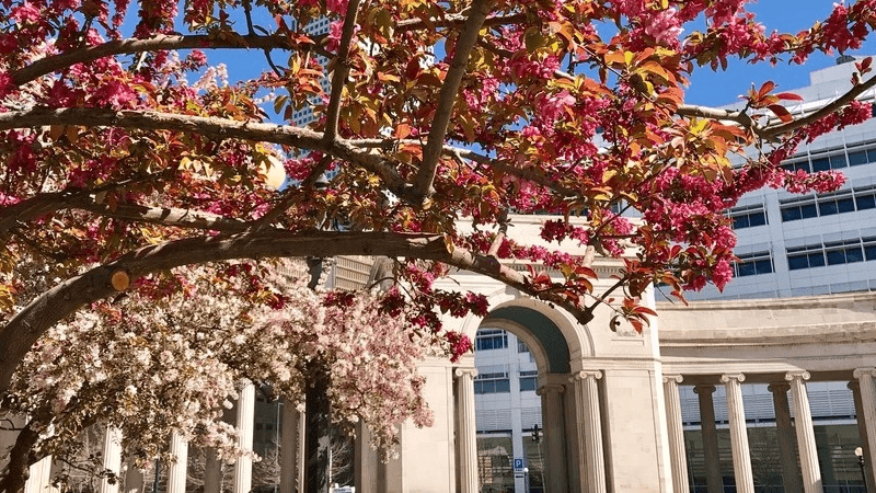 Spring blossoms framing classical archway at Denver public plaza