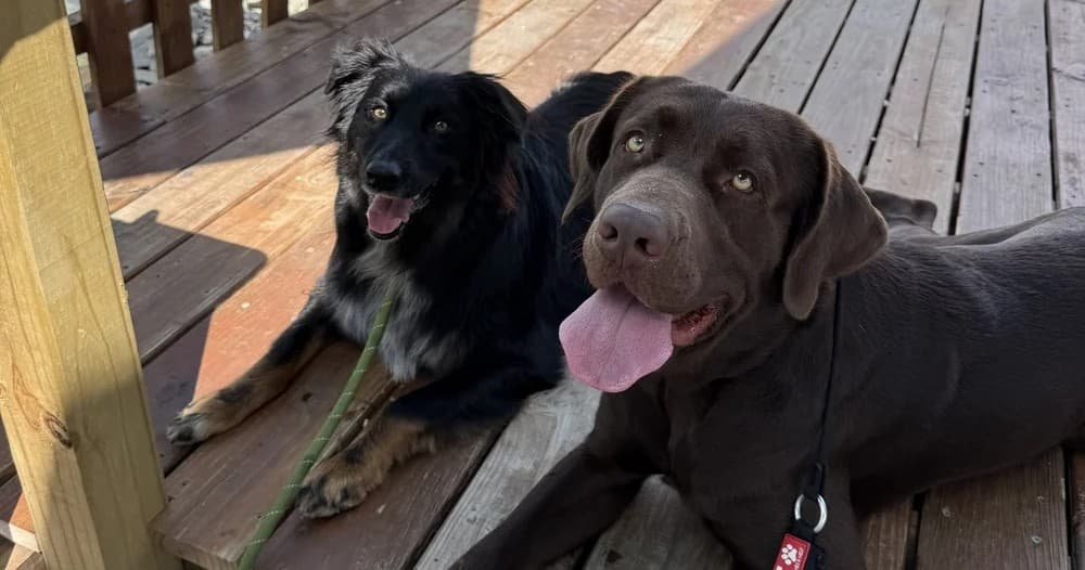 Real World Ready Dog Training by Forte K9 in St. Augustine