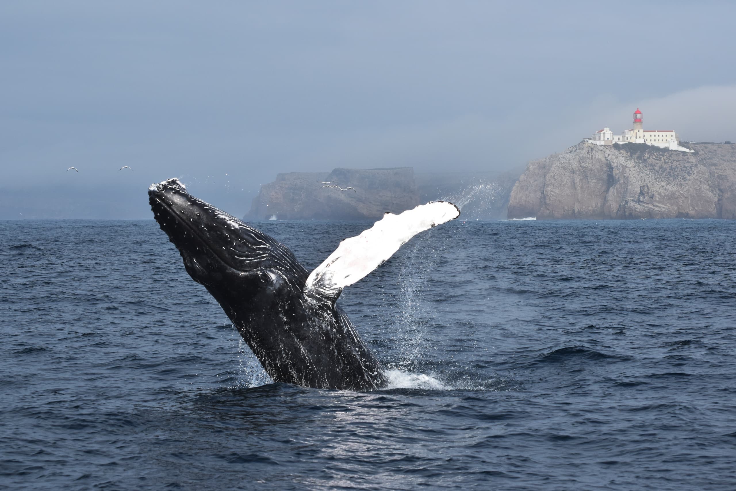 Explore Sagres Coastline on a 2.5-Hour Marine Wildlife Adventure
