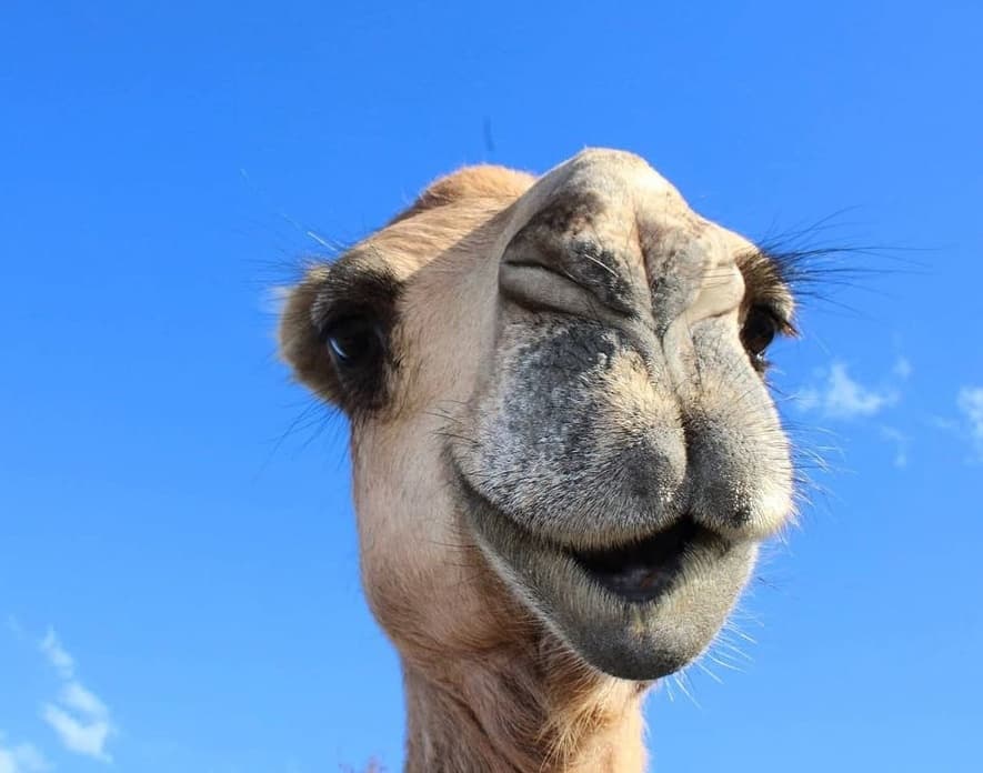 Up-Close Wildlife Encounters Near Patras: IPPOKAMILOS Leisure Park Day Visit