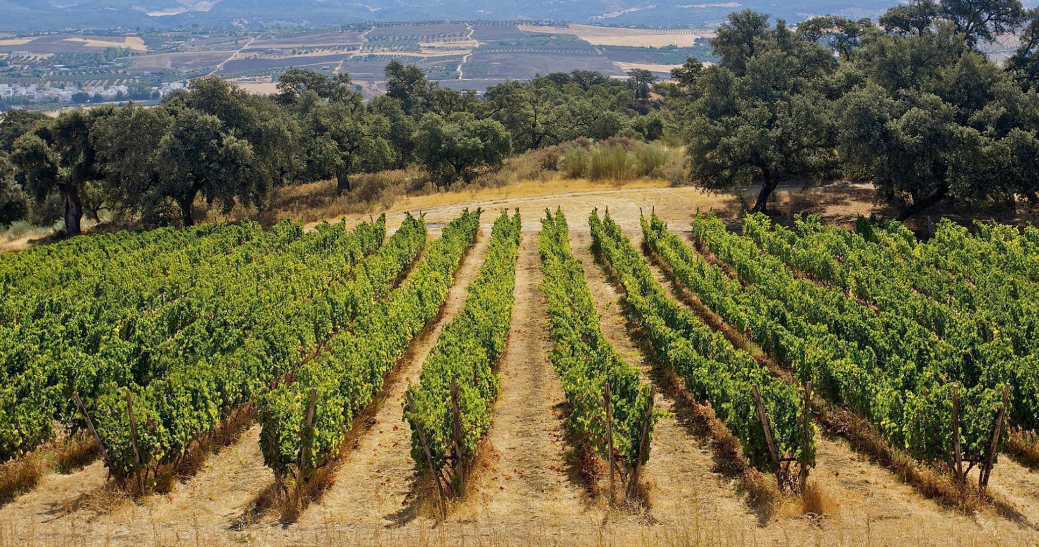 Ronda Wine Tours: Winery & Historic City Experience