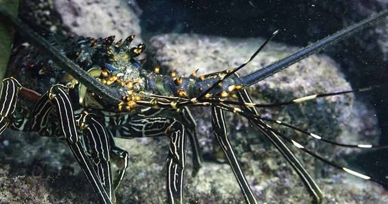 Night Diving in Cabo: Bioluminescence & After-Dark Marine Encounters