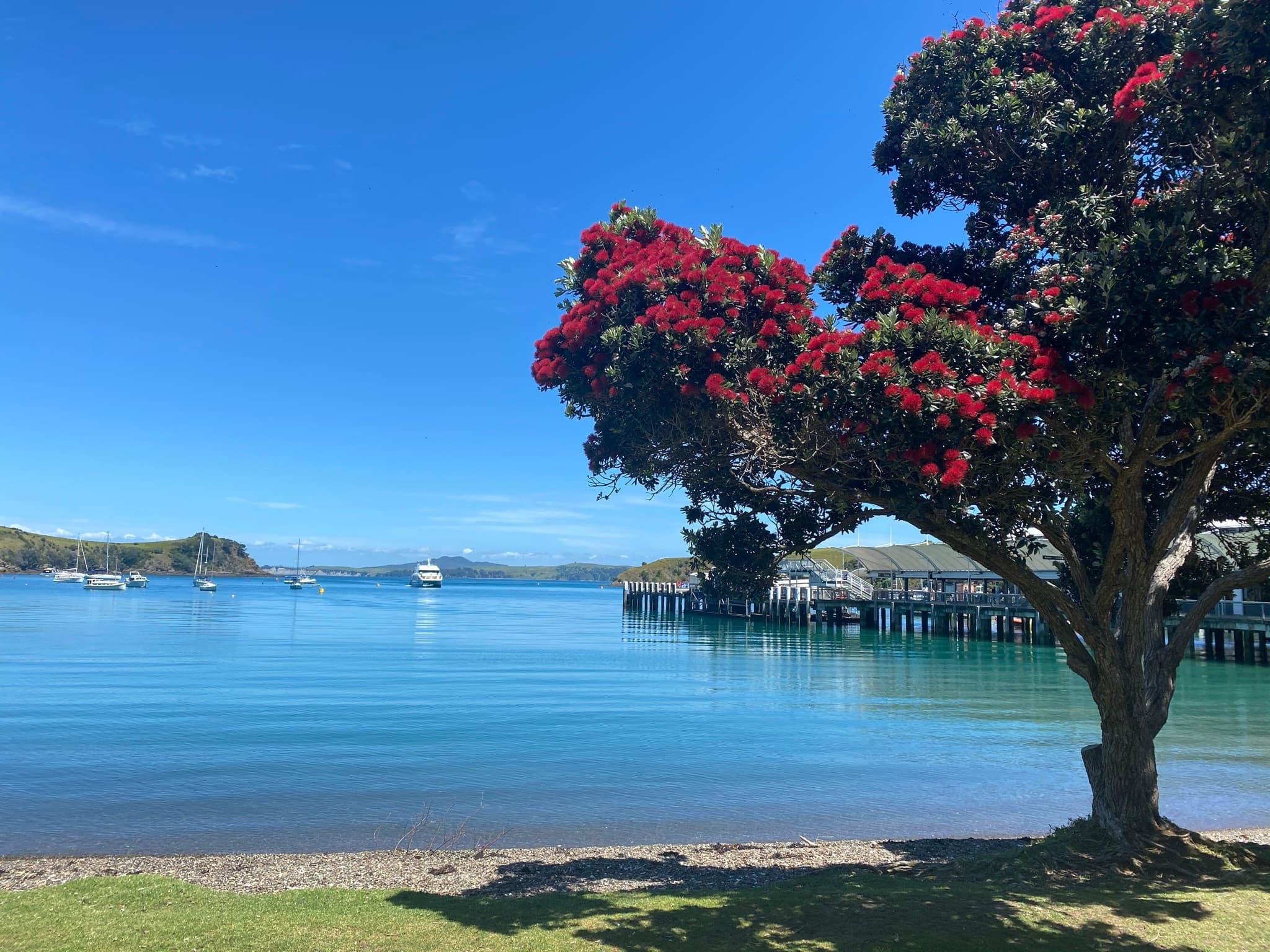 Pohutukawa tree framing calm coastal harbor and sandy beach