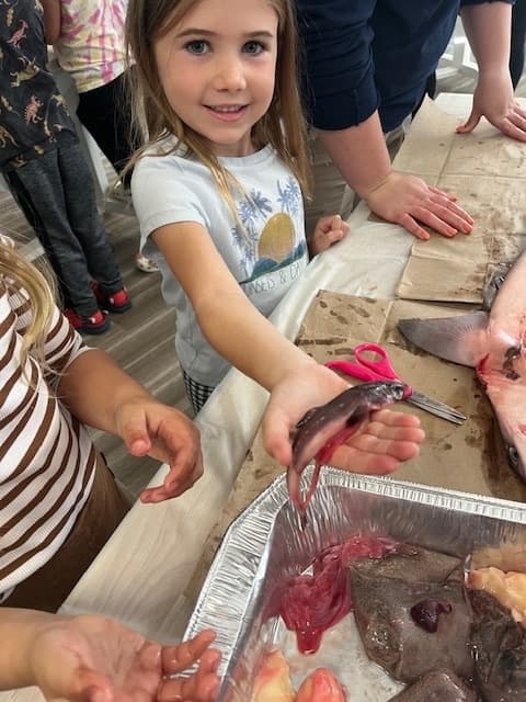 Marine Education & Shark Dissection at Atlantic White Shark Conservancy