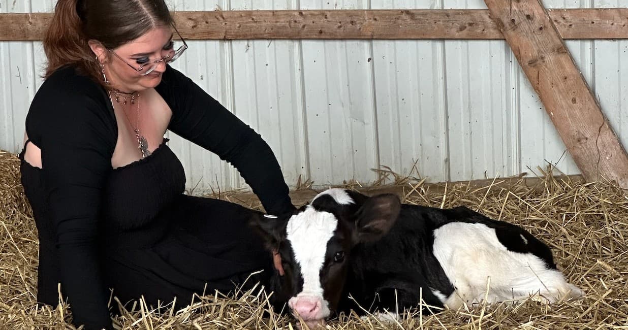 Visitor sitting beside newborn calf on straw inside rustic barn