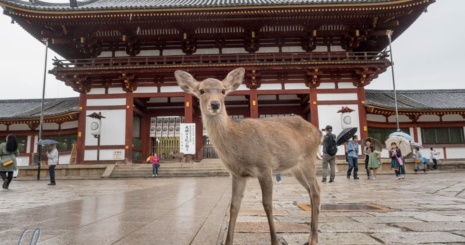 Wild deer roaming temple courtyard in Nara, cultural wildlife