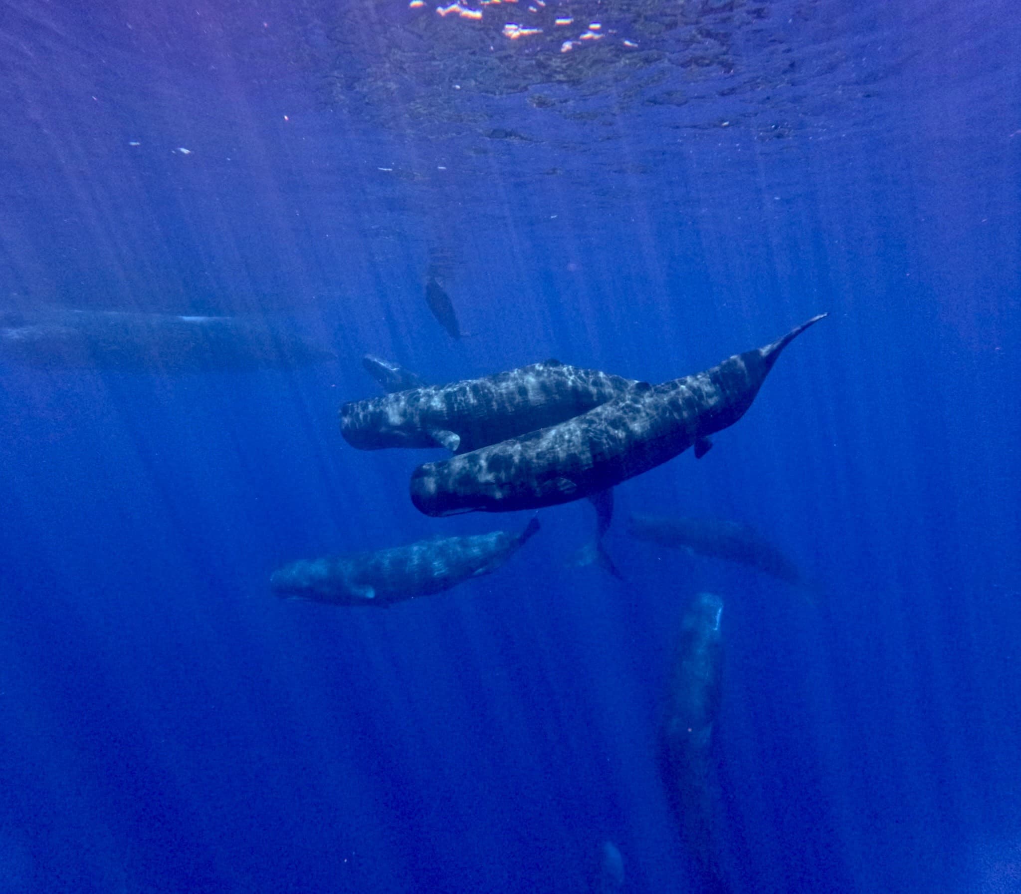 Deep Ocean Safari: Kohala Coast Pelagic Wildlife & Reef Snorkel from Kawaihae