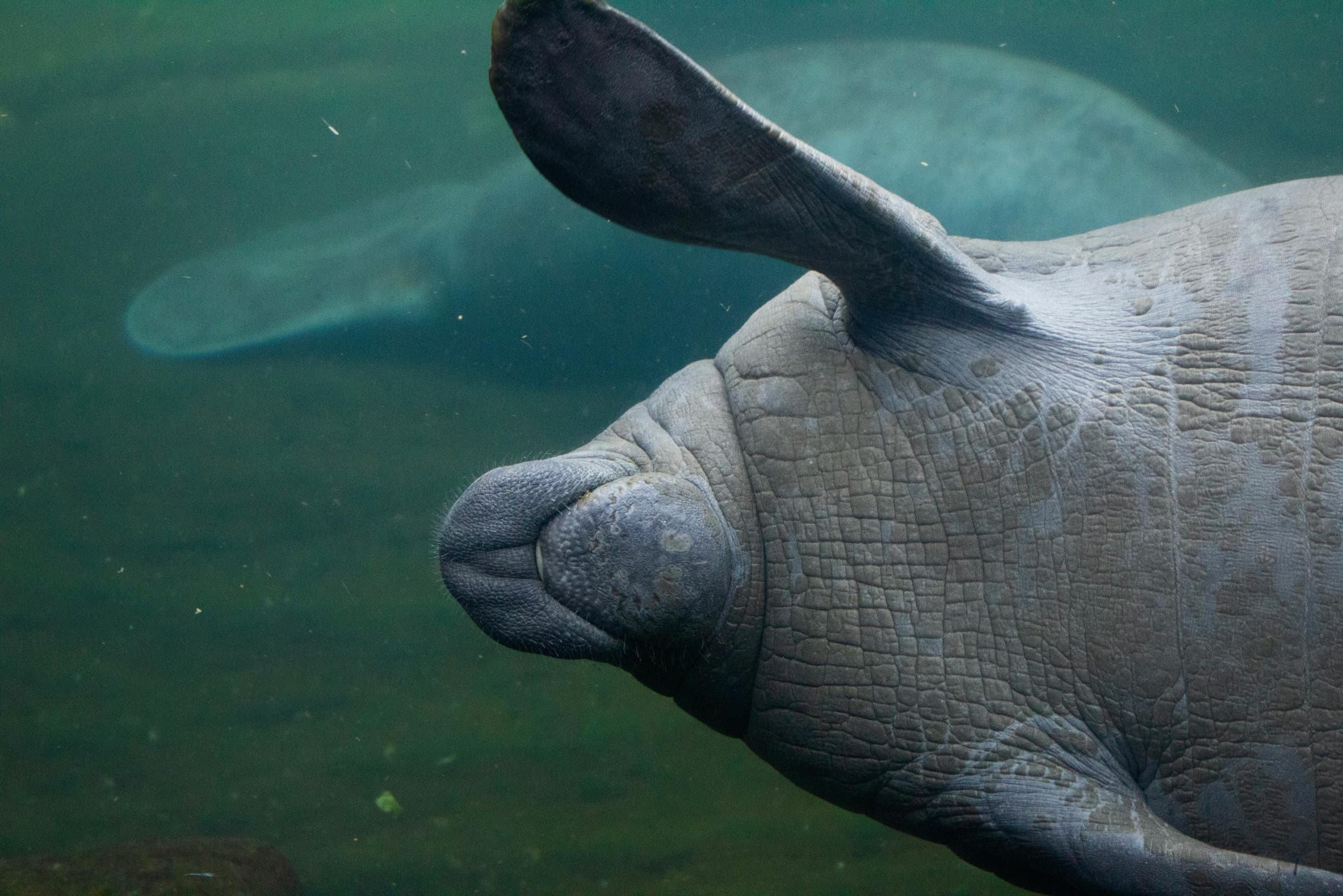 Paddle with Dolphins & Manatees at Sebastian Inlet: Guided Eco Kayak Tour photo 1