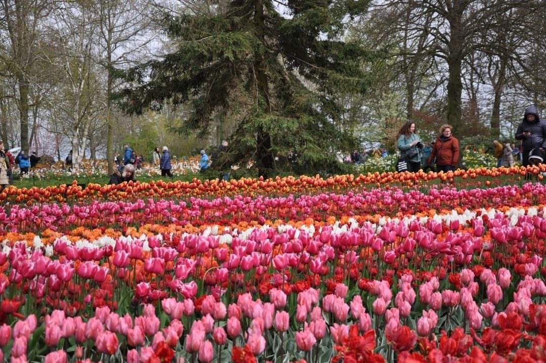 Explore Dutch Heritage and Spring Blooms: Zaanse Schans and Keukenhof Gardens Tour