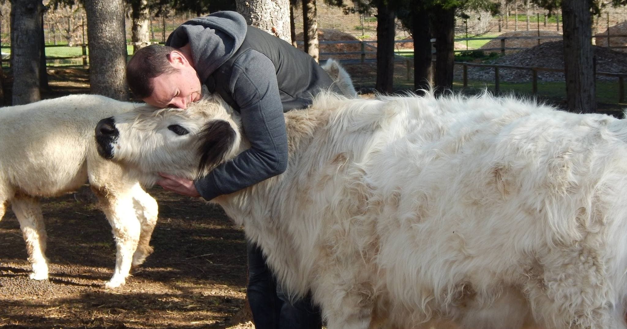 Visitor hugging a large fluffy sheep at outdoor farm petting area