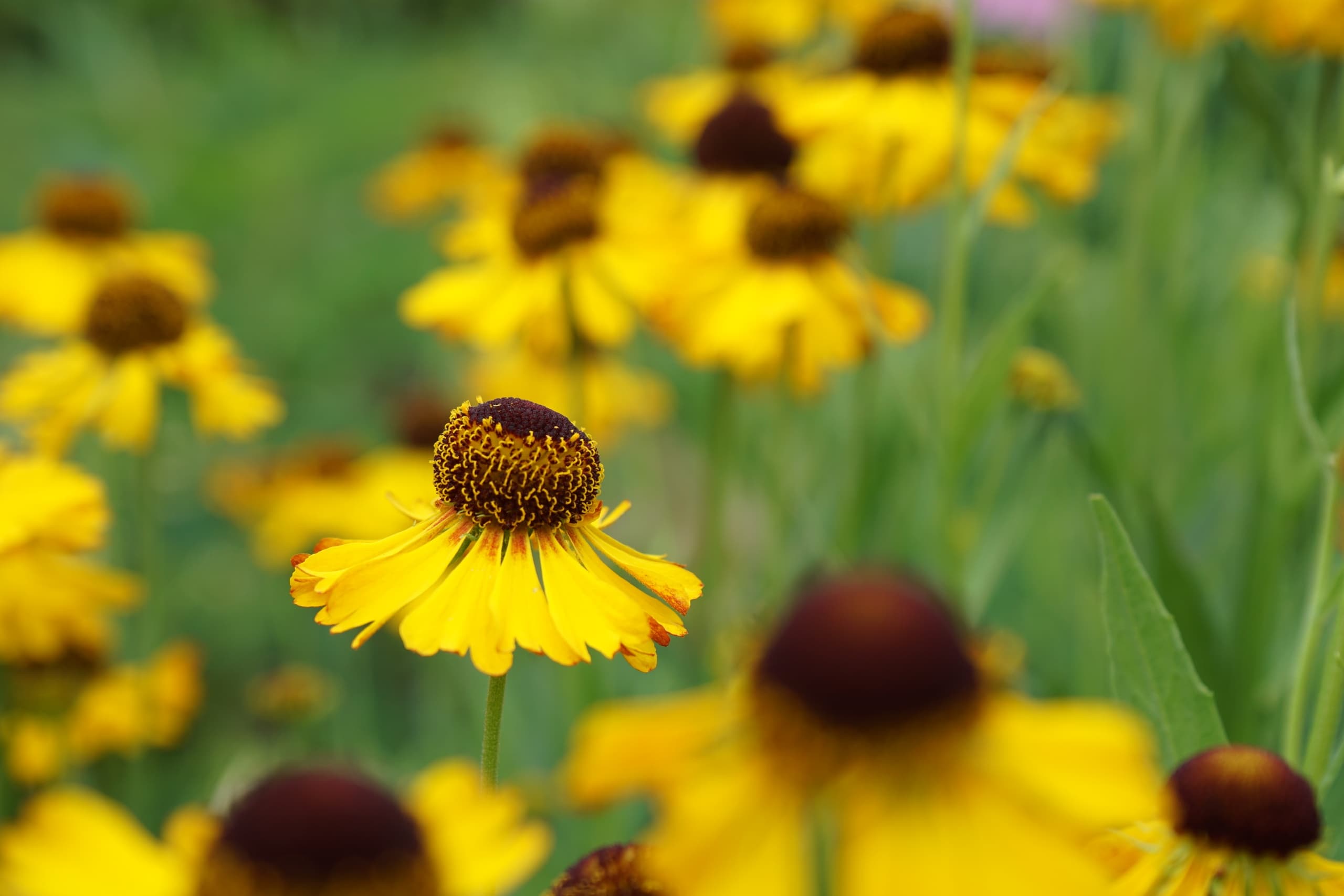 Land Adventures at Parkwood National Historic Site