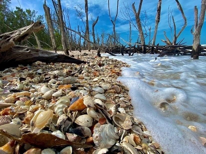 Six Hour Private Shelling Tour on Marco Island, Florida