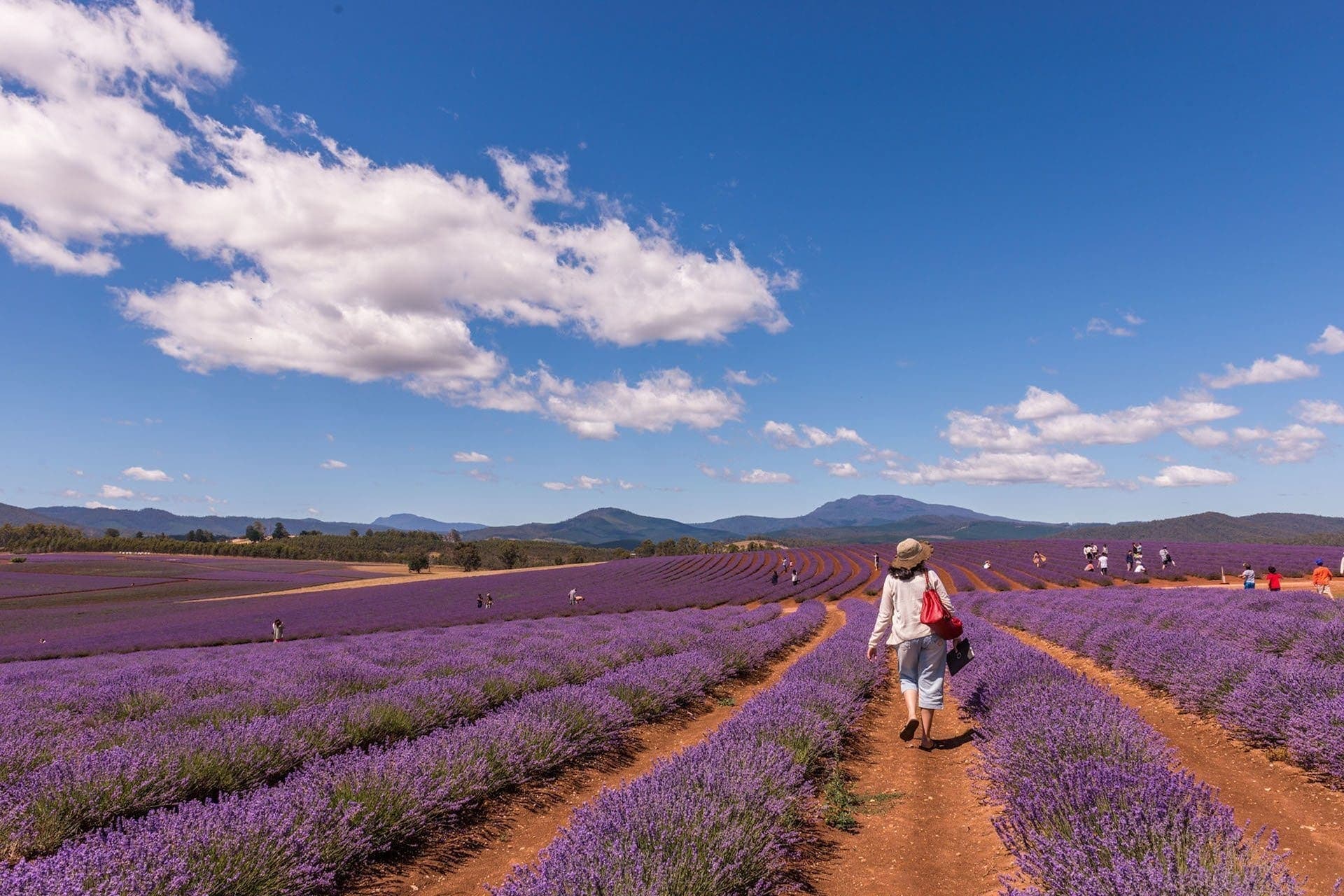 Flowering Season at Bridestowe Estate: Lavender Aerial Adventures