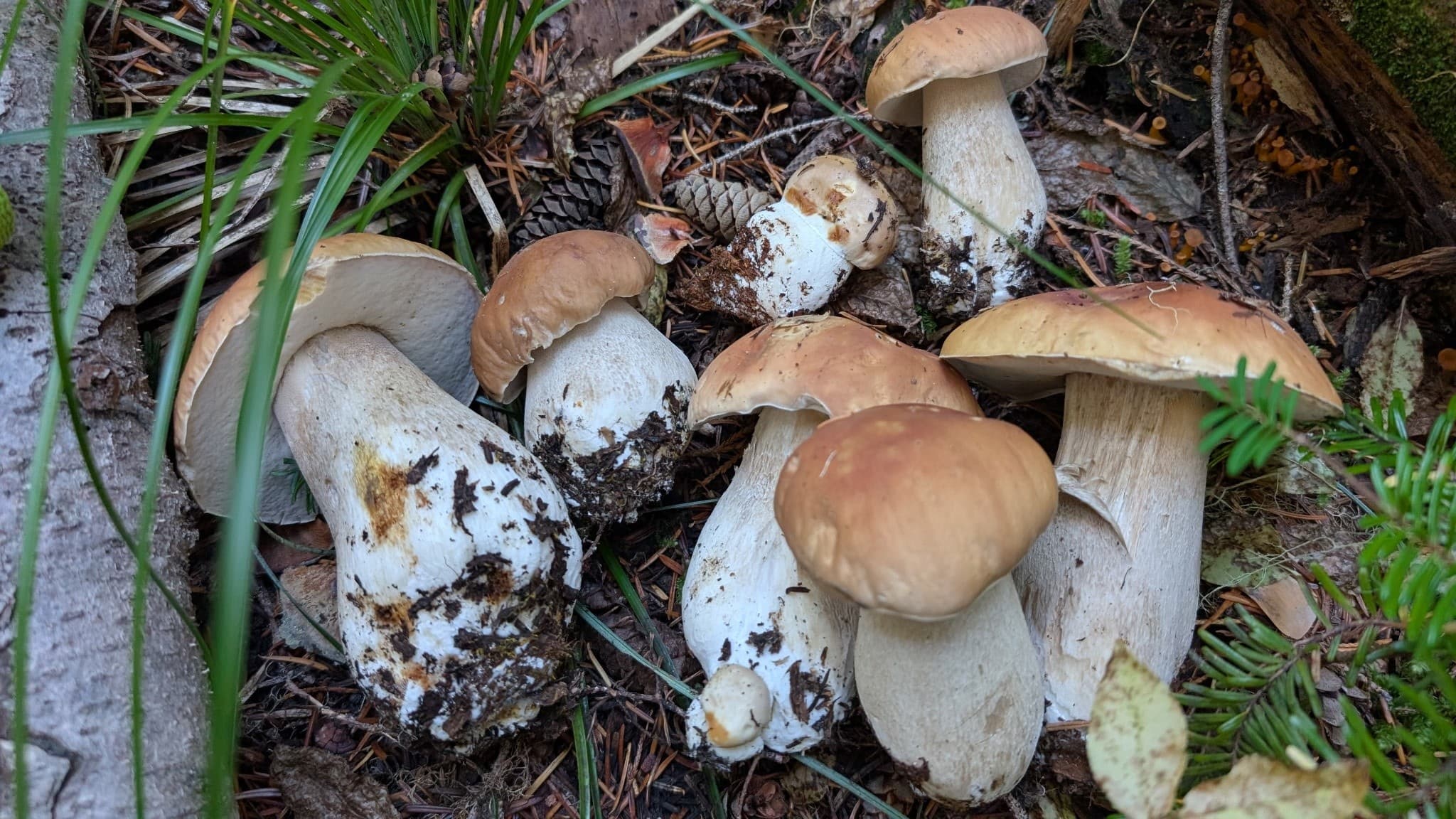 Copalis Coastal Mushroom Hunt: Porcini, Chanterelles, Hedgehogs & Lobster Foray