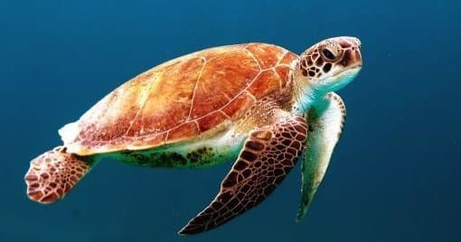 Sea turtle swimming over clear blue Caribbean reef, snorkeling view