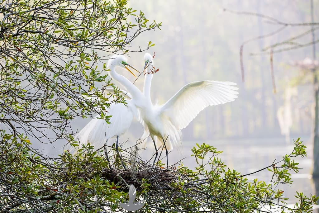Photography Workshop at Drayton Hall by Drayton Hall Preservation Trust
