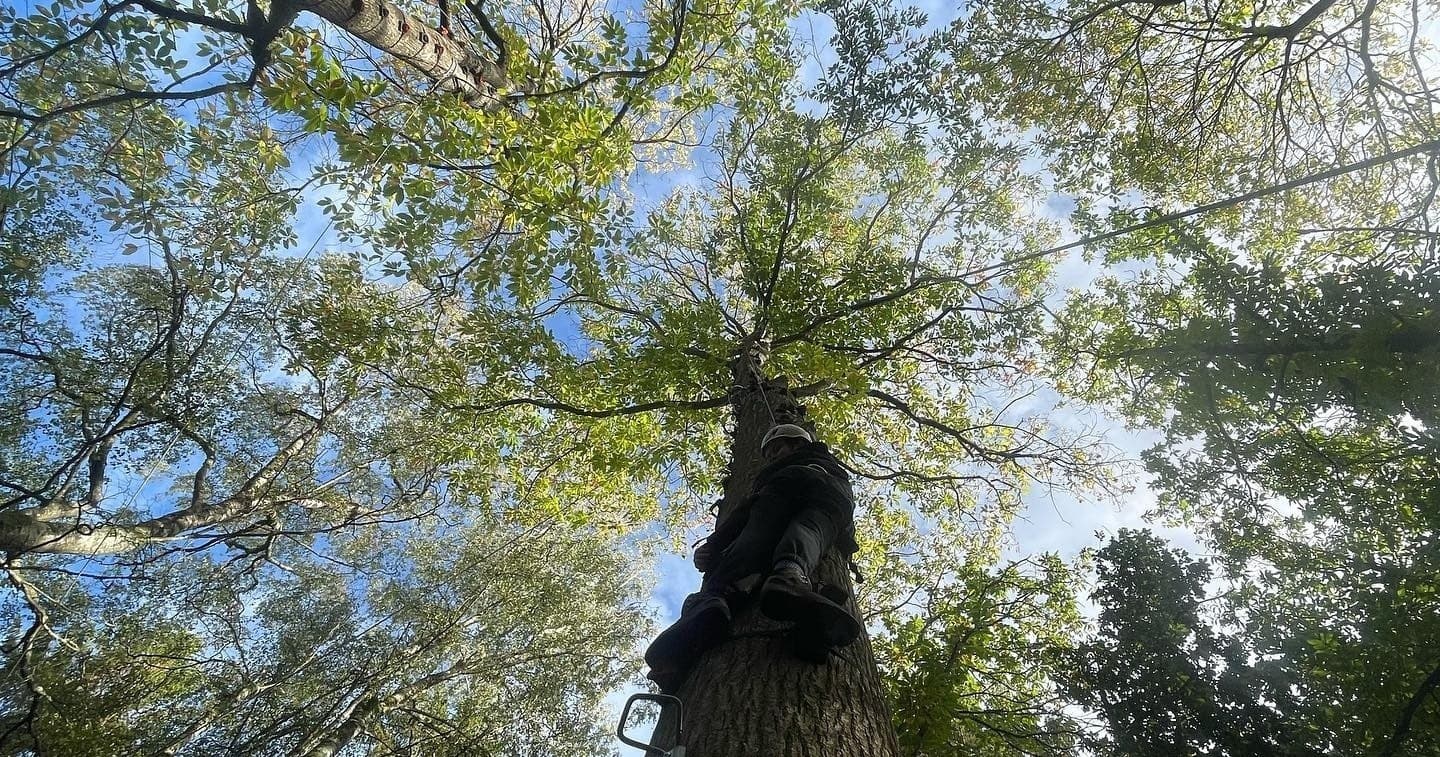 Big Tree Climbing with Adventure Pirate in Lytchett Minster