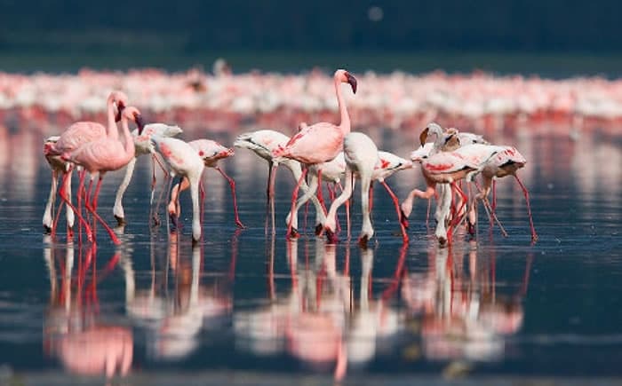 Discover Birdwatching at Saline Maria Stella di Trapani: A Unique Wildlife Experience in Sicily
