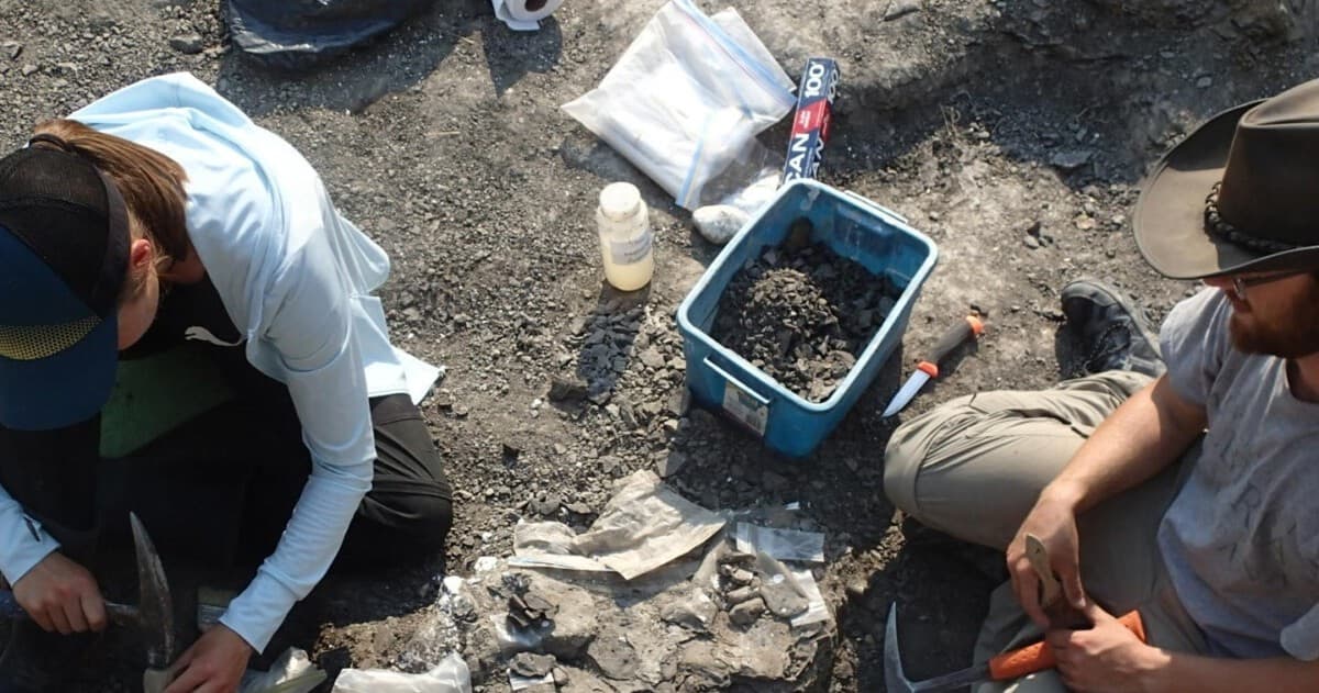 Paleontologists excavating fossils at an outdoor dig site