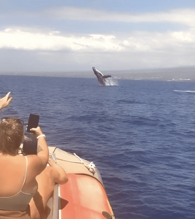 Maui Whale Watching Cruise from Maalaea Harbor — 2.5-Hour Winona Catamaran Experience photo 2