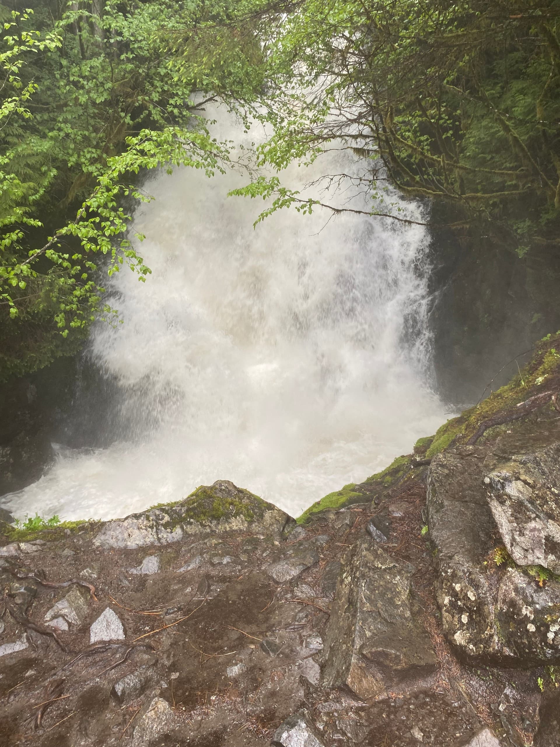Forest waterfall cascading into pool, mossy coastal gorge