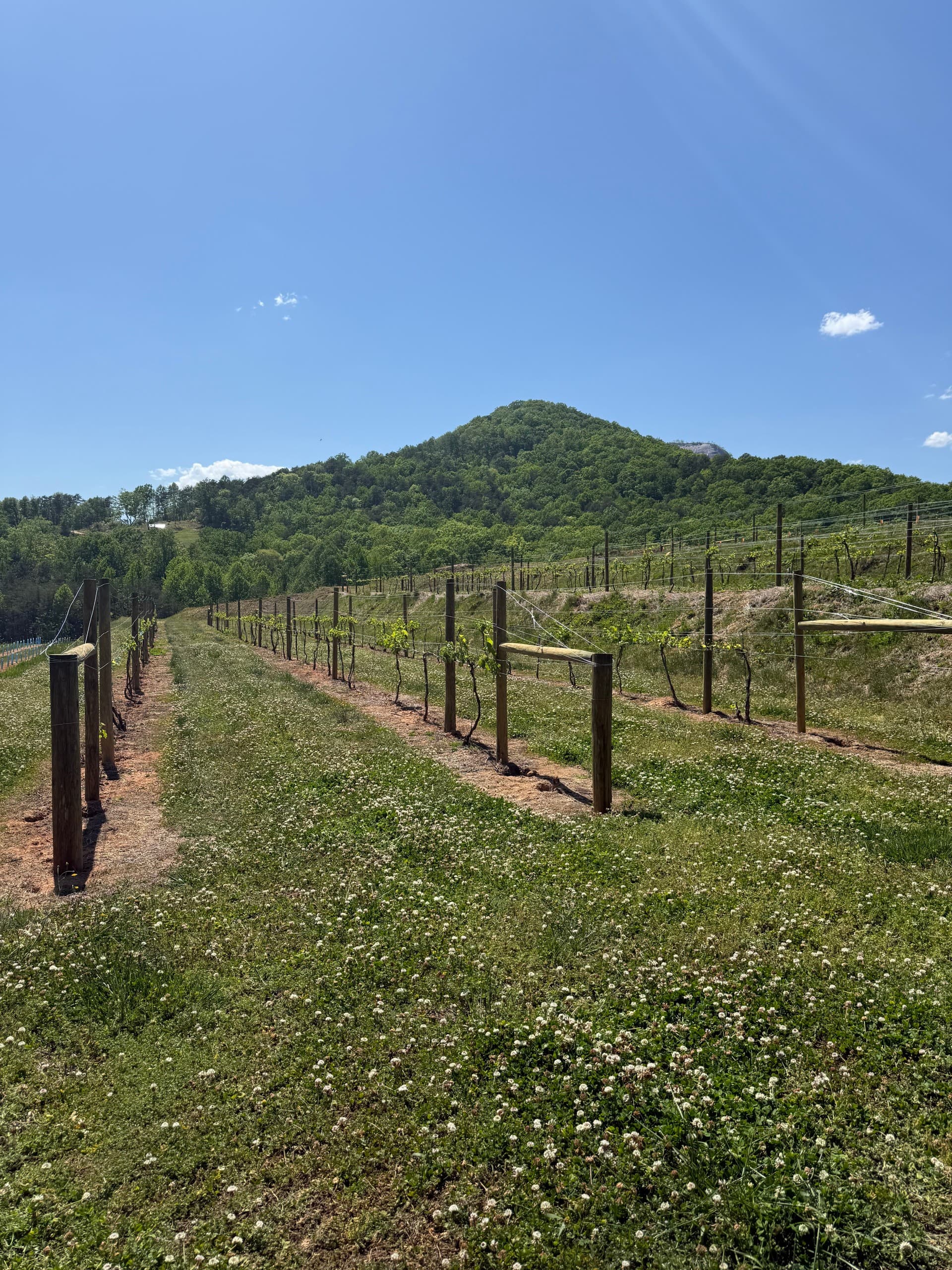 Vineyard Tour in Cleveland, South Carolina — 47-Acre Wine Walk photo 2