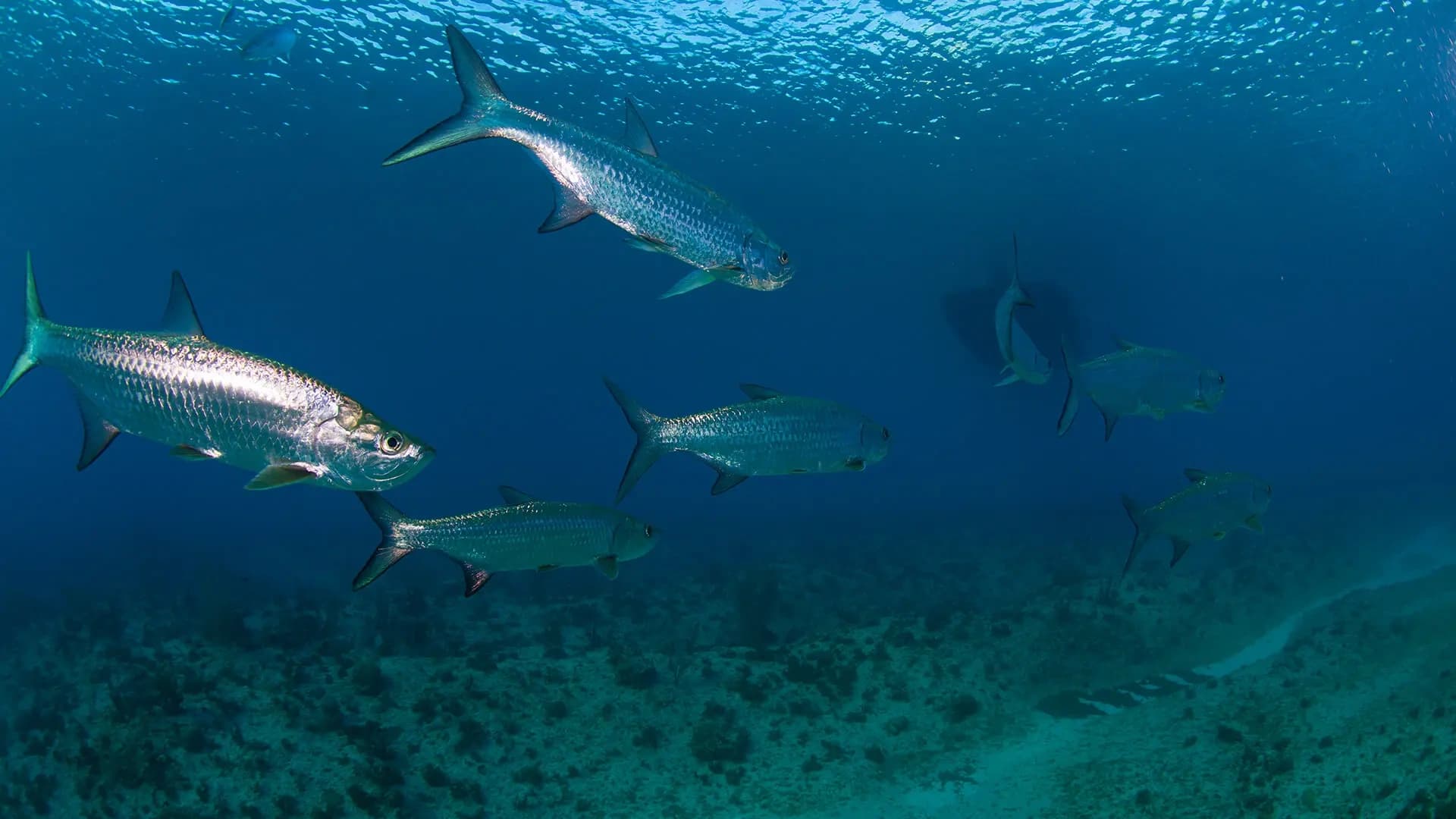 Water Activities at Aquarius Dive Shop: Fish ID Experience