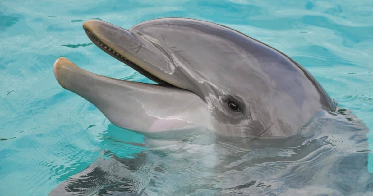 Explore Hilton Head Island on a Captivating 90-Minute Dolphin Tour from Broad Creek